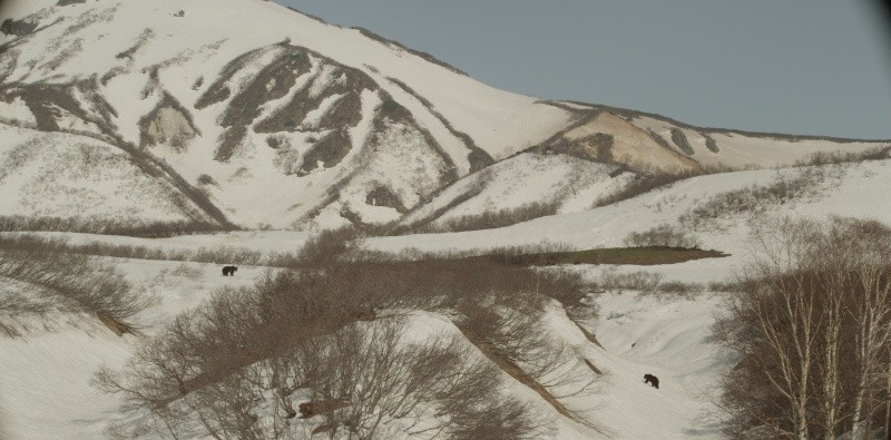 Земля медведей (2013)