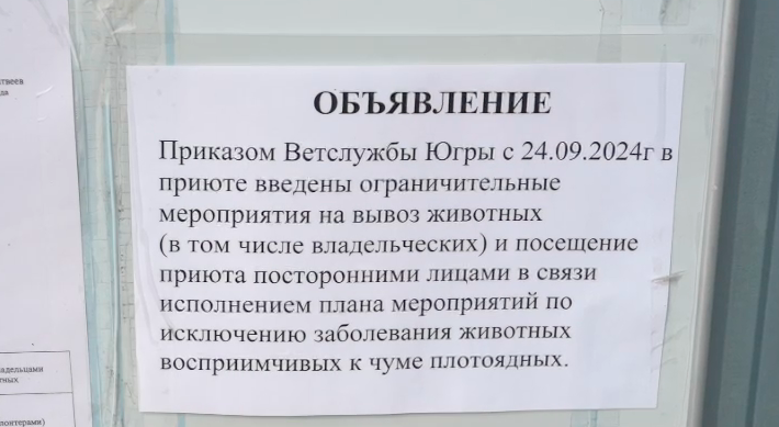 Стало известно, когда в Нижневартовске снимут карантин в приюте для бездомных животных