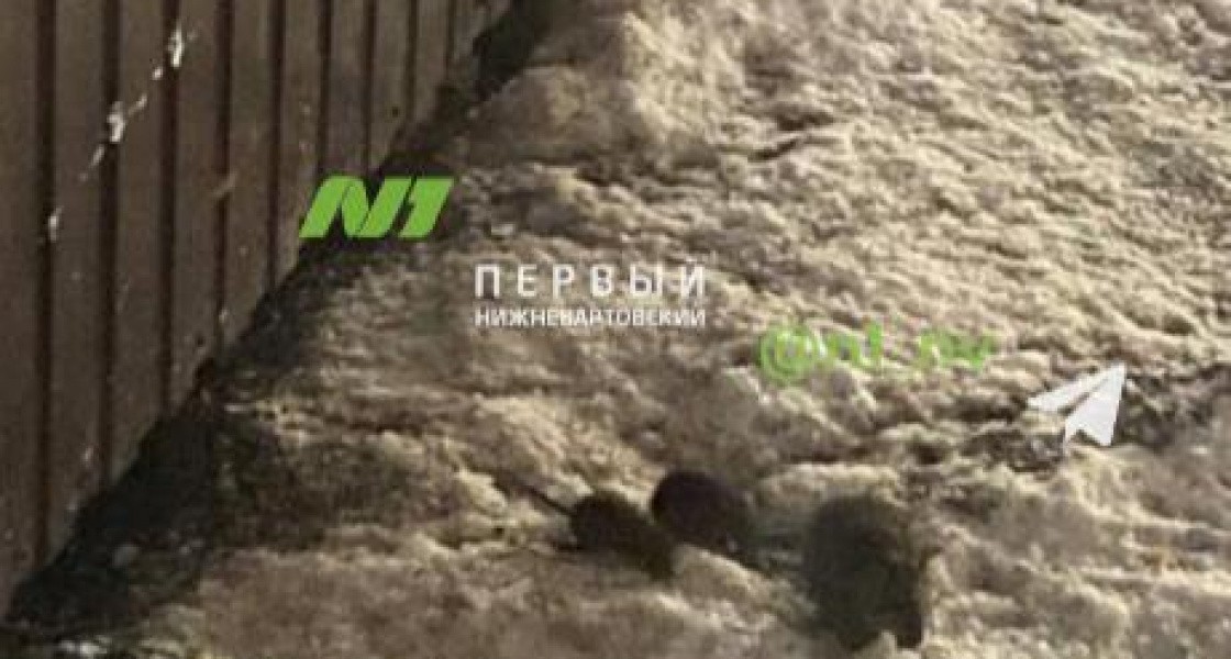 В Нижневартовске крысы из «Пятерочки» атакуют автомобили вартовчан