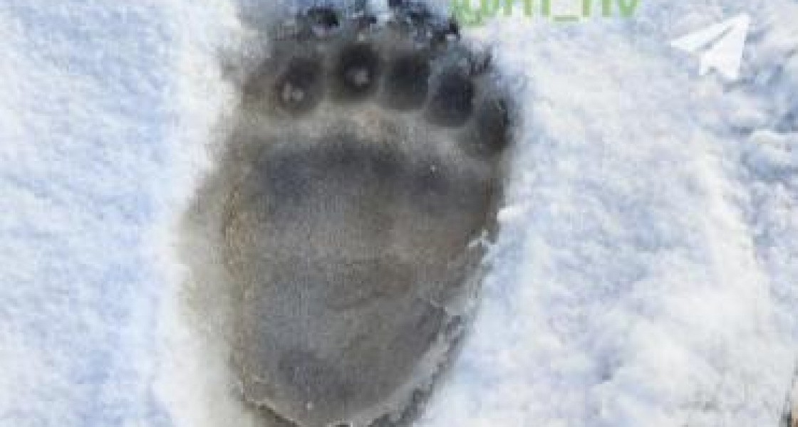Медведь пришел на месторождение под Нижневартовском