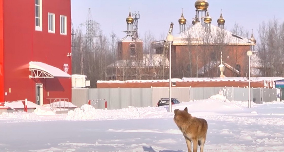 Жители Нижневартовска могут накормить и приютить бездомных животных