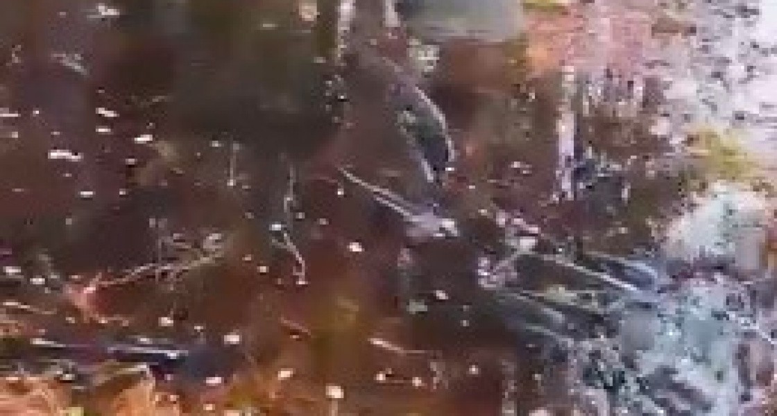В лесах Нижневартовска из-за паводка можно собирать руками гигантскую щуку. ВИДЕО