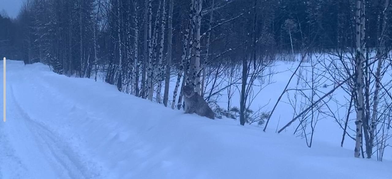 В Нижневартовске спасли рысь, попавшую в капкан