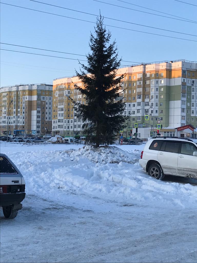 В Нижневартовске пересадили 10-метровую ель