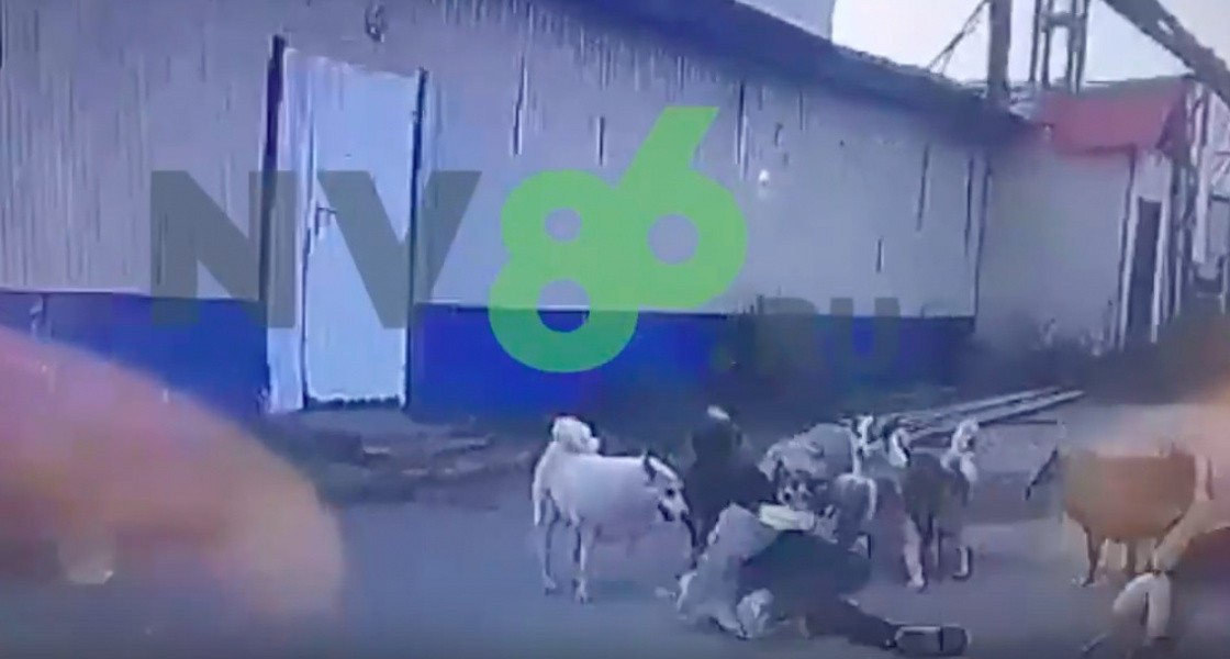 В Нижневартовске женщину чуть не разорвала стая собак. ВИДЕО