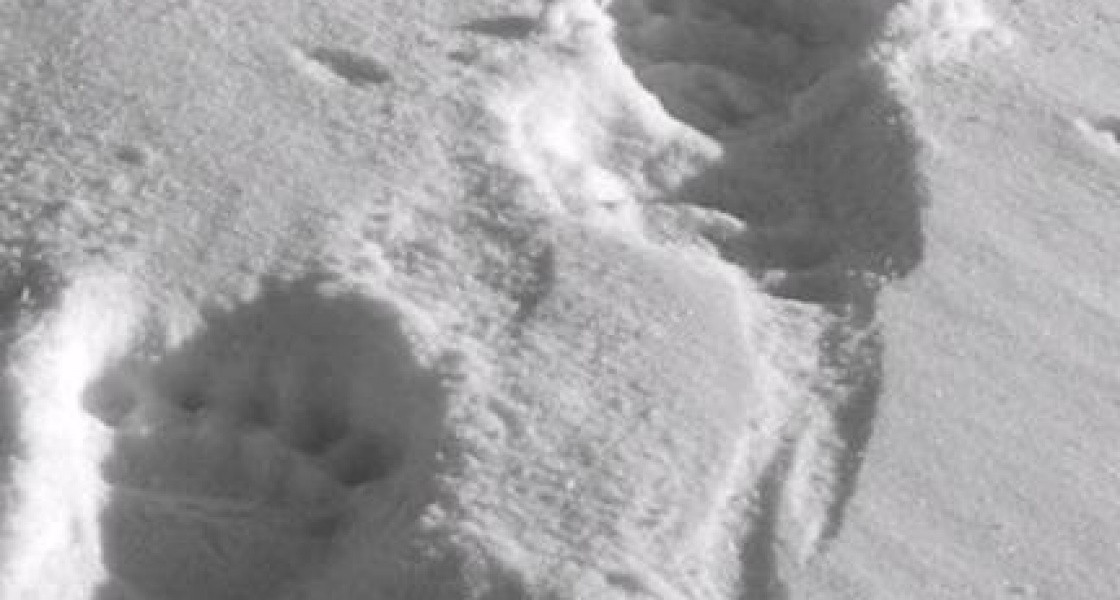 В ХМАО медведи начали выходить из спячки