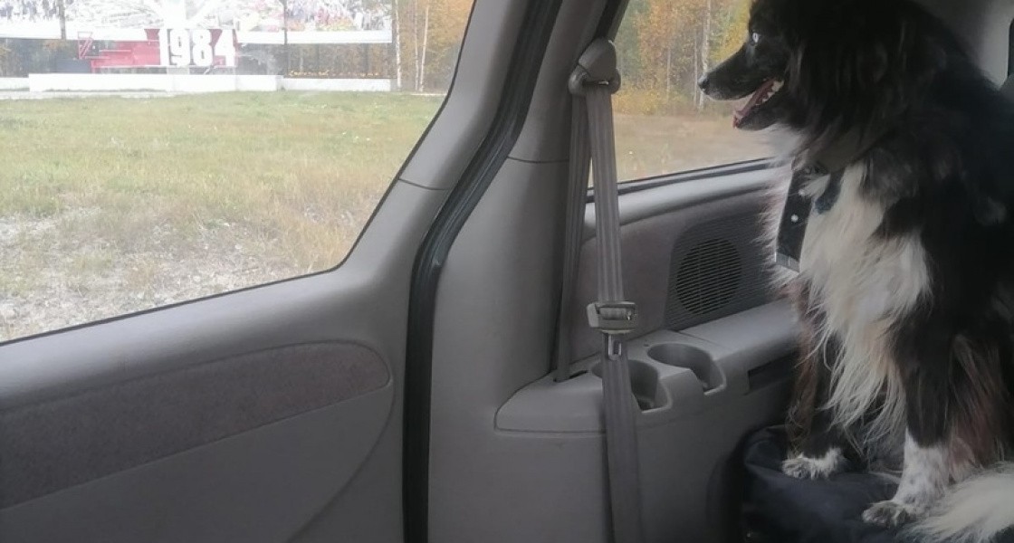 Бездомных собак с ЯНАО привезут в Нижневартовск