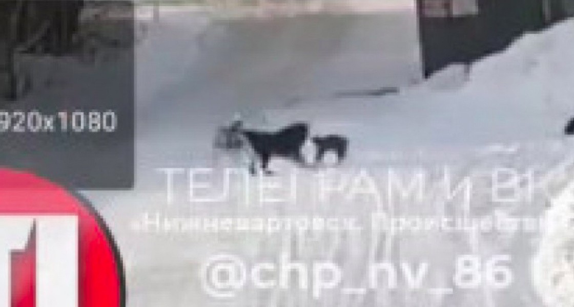 В Нижневартовске живодер бросил кота на убой бродячим собакам
