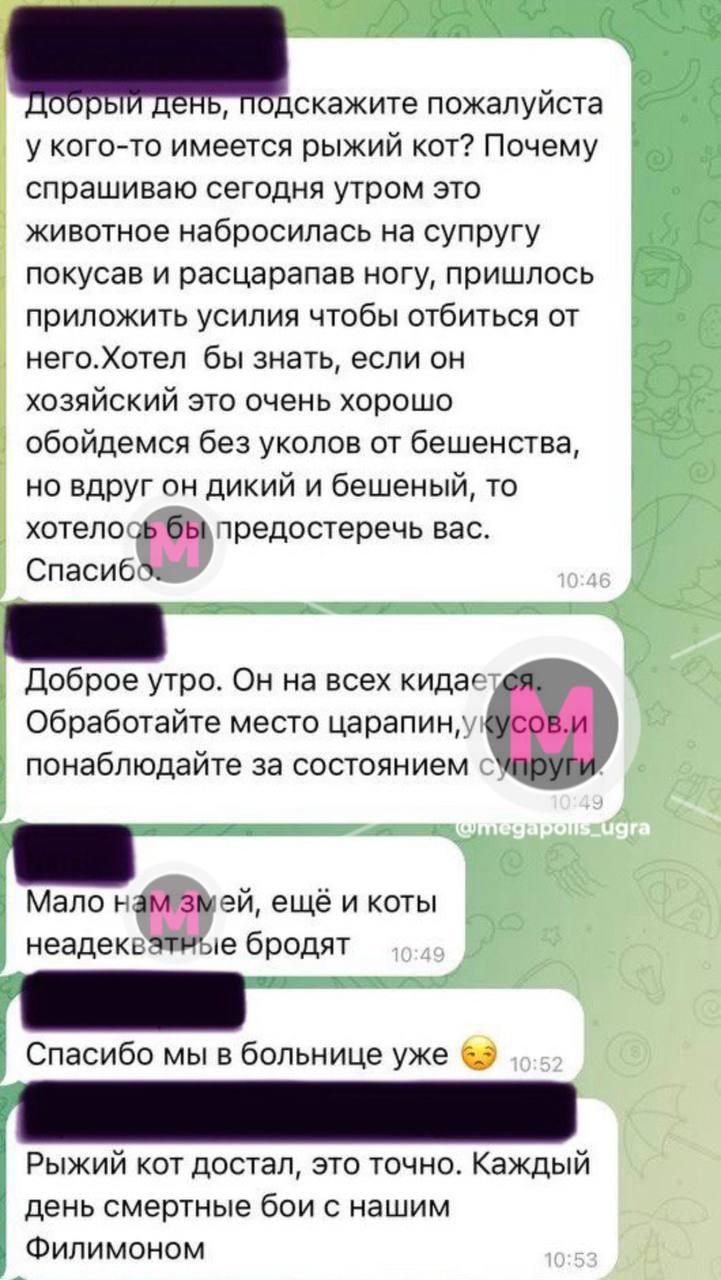 Один рыжий кот кошмарит целый дачный поселок в Нижневартовске