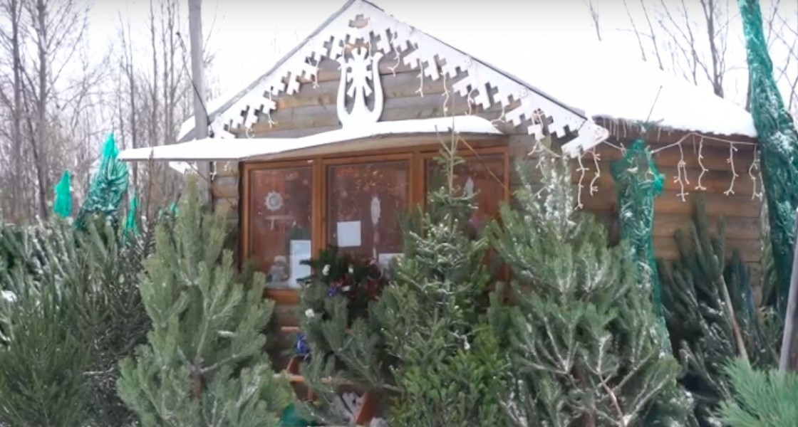 Стало известно, сколько стоит самая дорогая елка на базаре Нижневартовска