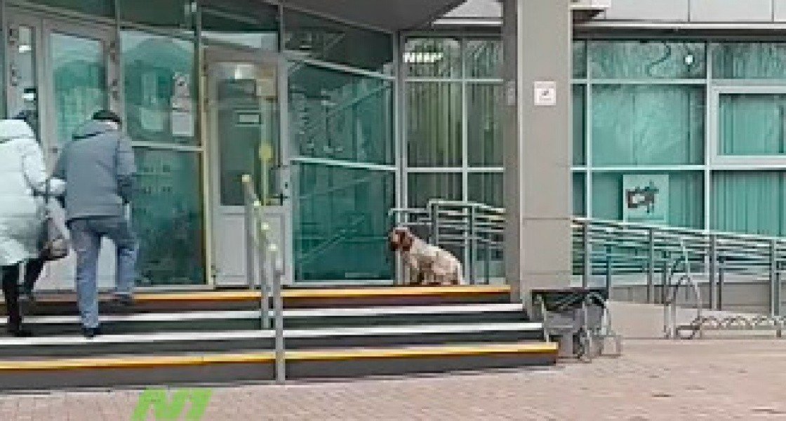 В Нижневартовске у МФЦ появился свой Хатико. ВИДЕО