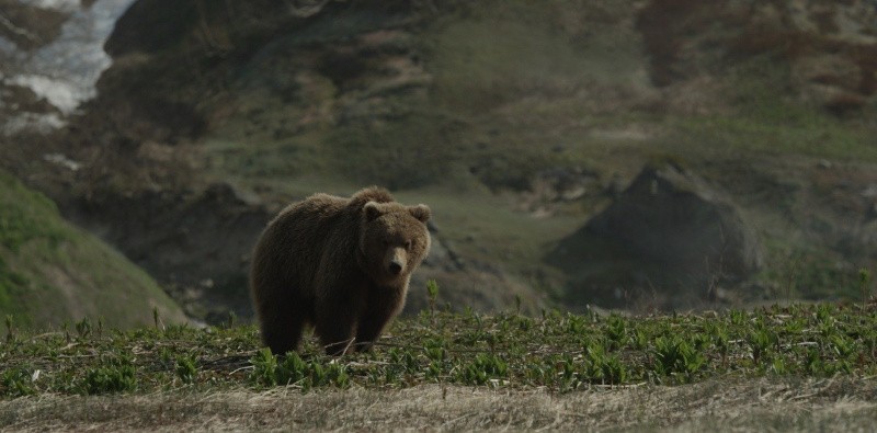 Земля медведей (2013)