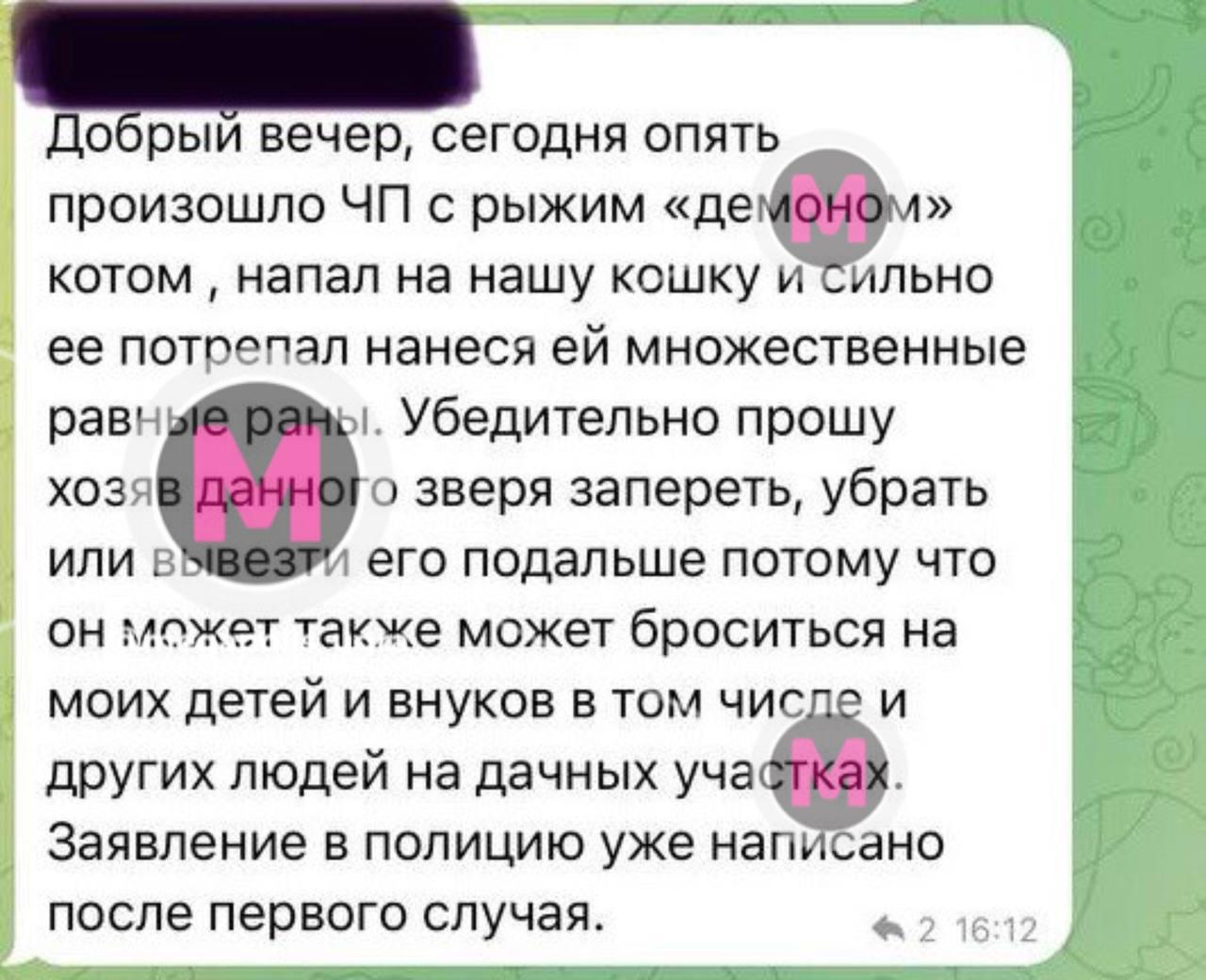Один рыжий кот кошмарит целый дачный поселок в Нижневартовске