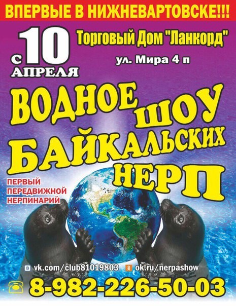 Водяное шоу байкальских нерп Водяное шоу байкальских нерп