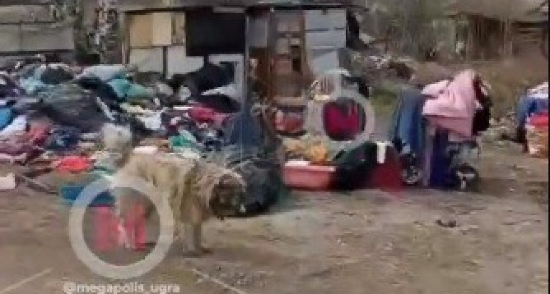 В ХМАО зоозащитница устроила помойку на своем участке