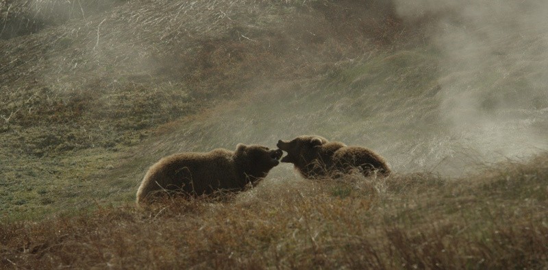 Земля медведей (2013)