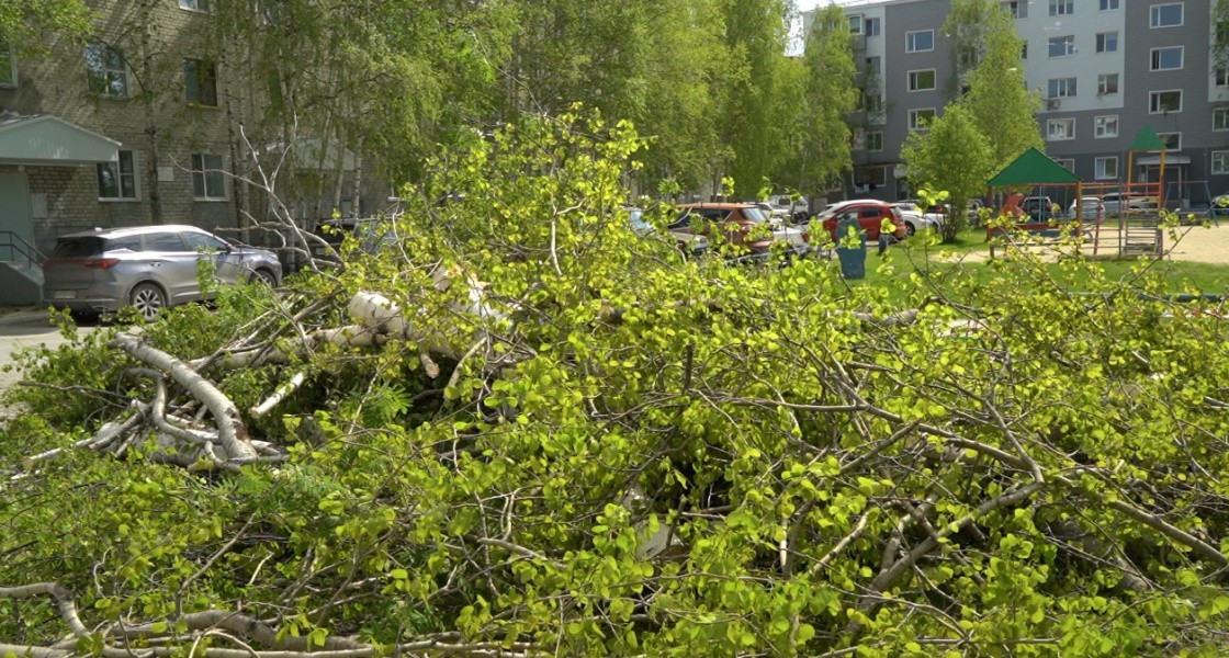 В Нижневартовске редеет зелень из-за коммунальной модернизации