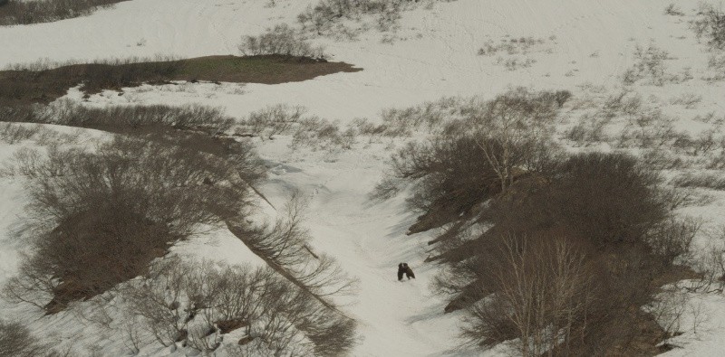 Земля медведей (2013)