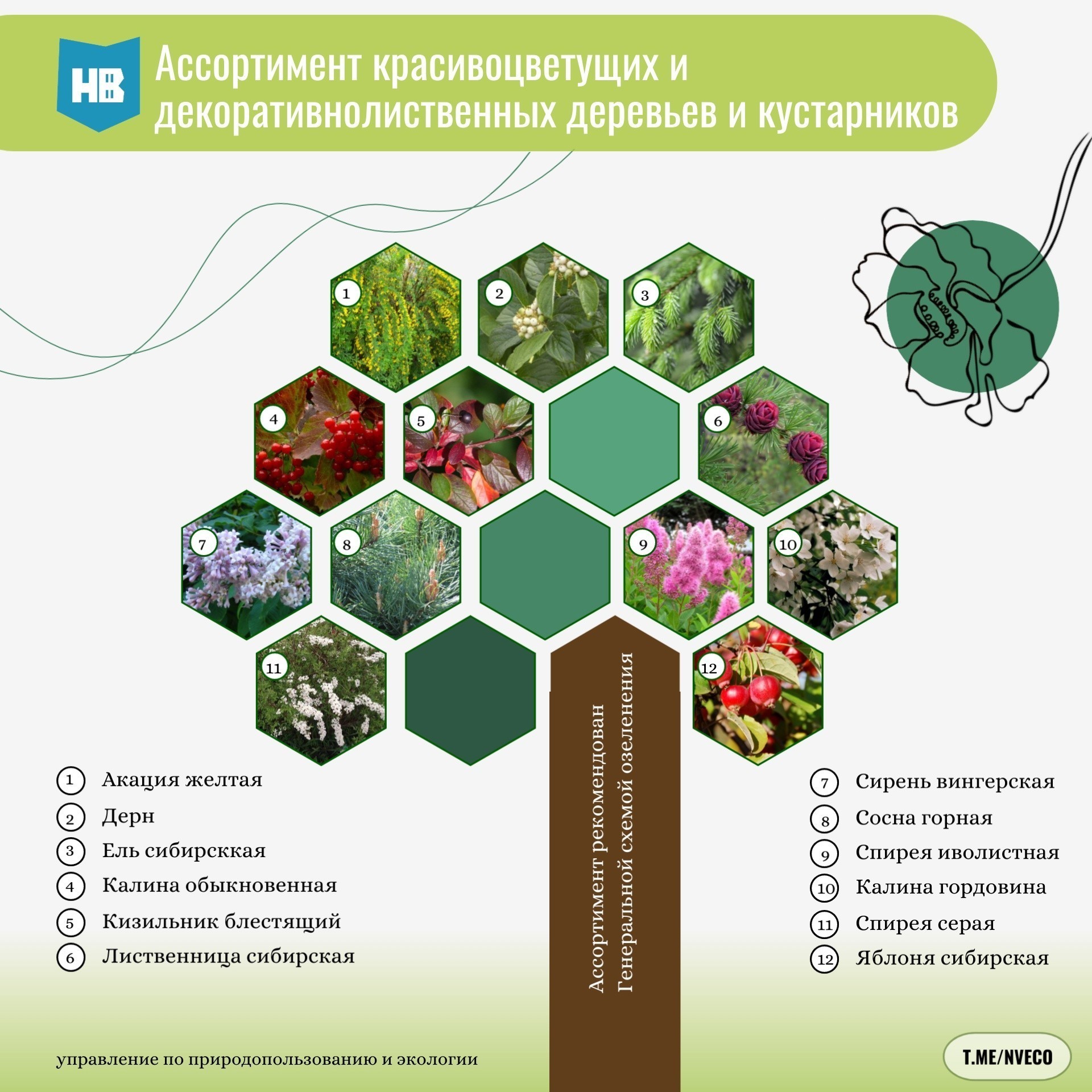 Мэрия Нижневартовска анонсирует посадку более 9 тысяч саженцев
