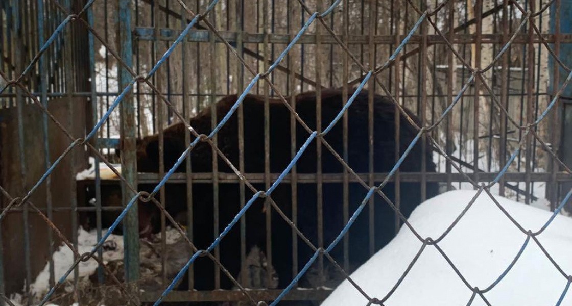 Власти ХМАО решают судьбу нижневартовского медведя, заточенного в клетке. ВИДЕО