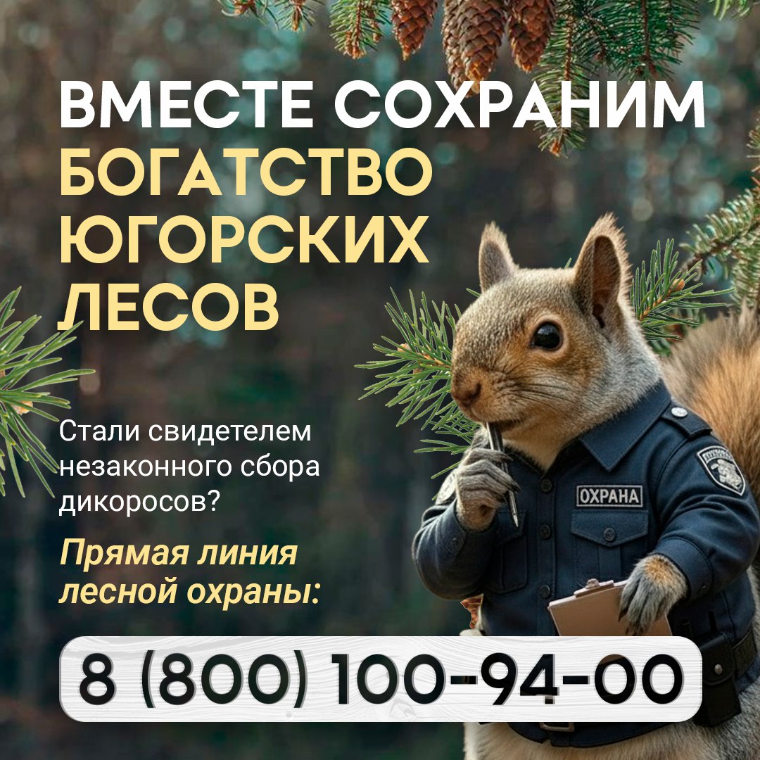 В ХМАО усиливают меры борьбы с черными шишкарями