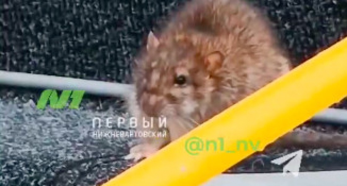 В Нижневартовске детей рекомендуют привить от опасной инфекции, которую переносят крысы