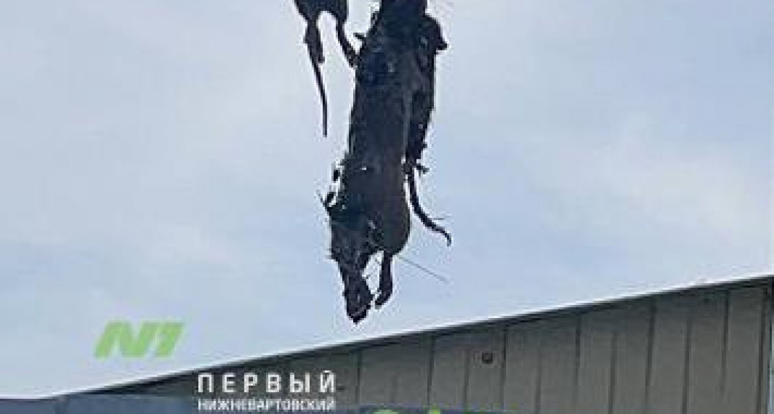 Житель Нижневартовска украсил дачу гирляндой из мертвых крыс