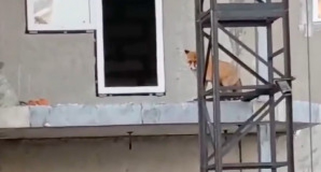 В Нижневартовске лиса устроила переполох на стройке. ВИДЕО