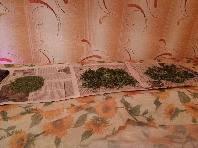 Житель Югры выращивал у себя дома 33 куста конопли