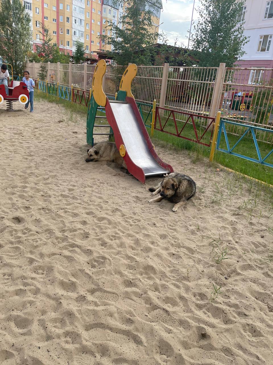 Агрессивные собаки захватили детскую площадку у элитного дома, где живет глава Нижневартовска