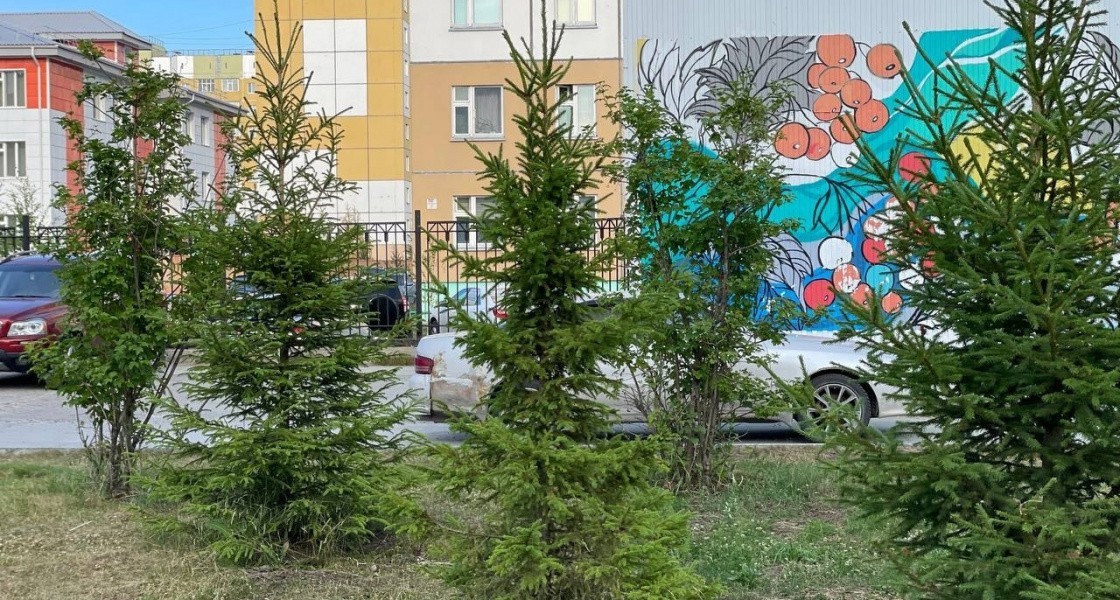 В Нижневартовске в садах предпринимателей высадят 30 деревьев