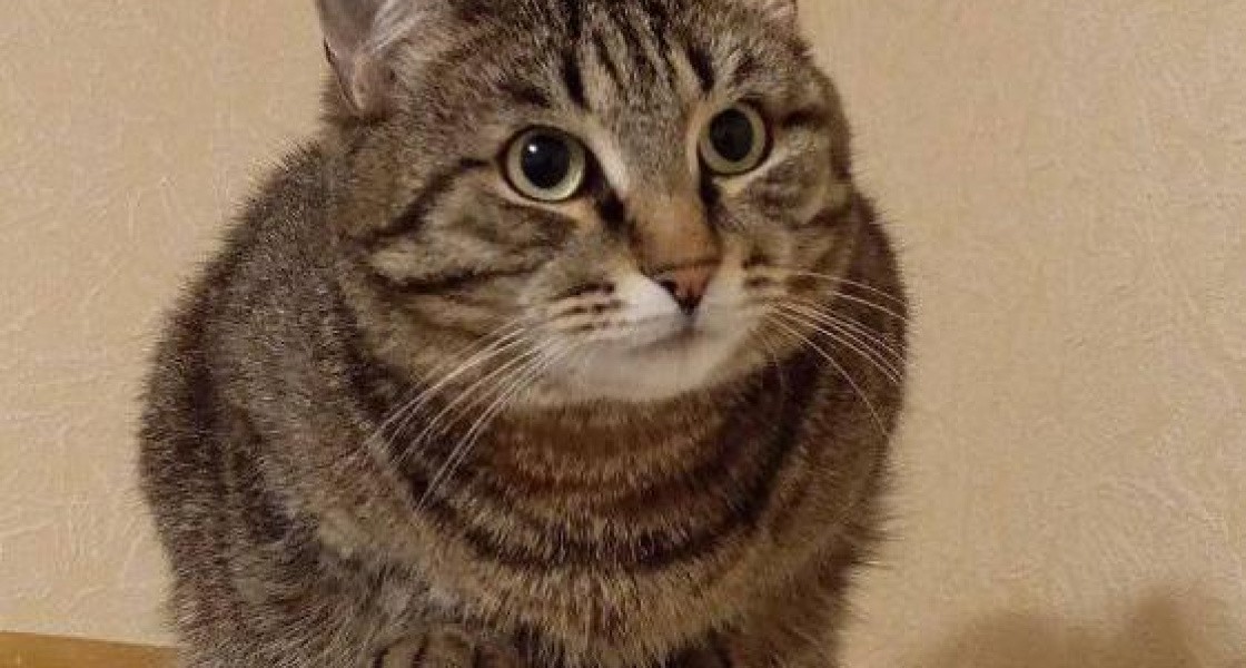 В Нижневартовске ищут похитителя кота