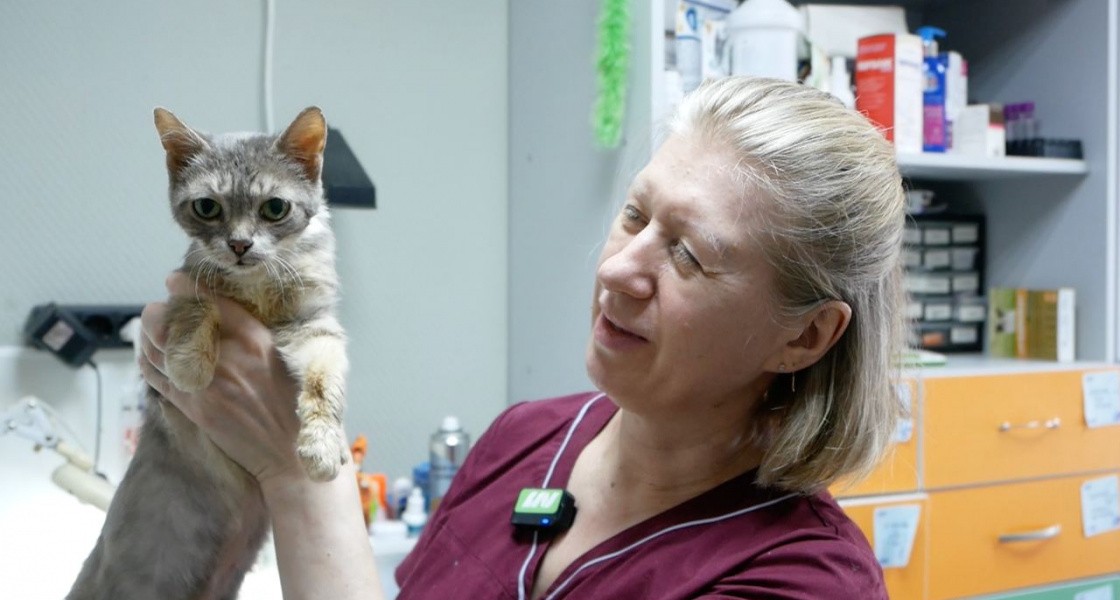 В Нижневартовске котик, выброшенный из окна, выжил и ищет хозяина