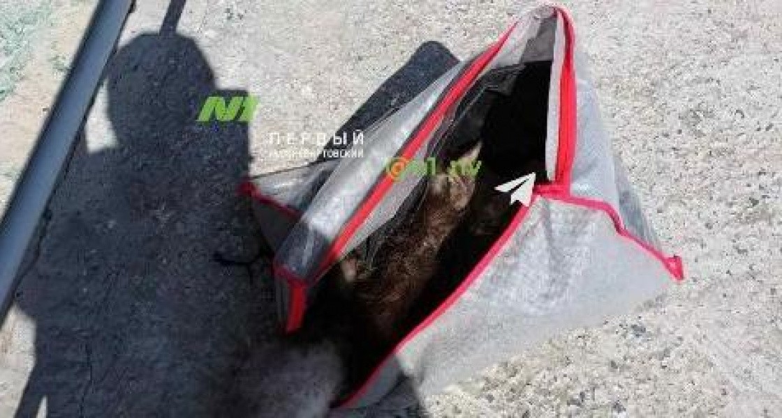 В Нижневартовске живодеры выбросили котиков из окна