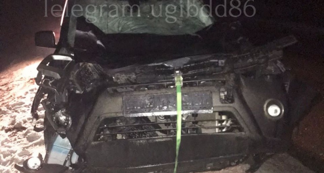 Дикие животные в ХМАО провоцируют ДТП