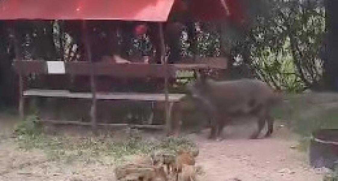 Жителей Нижневартовска напугали дикие кабаны, которые вышли к магазину у озера. ВИДЕО