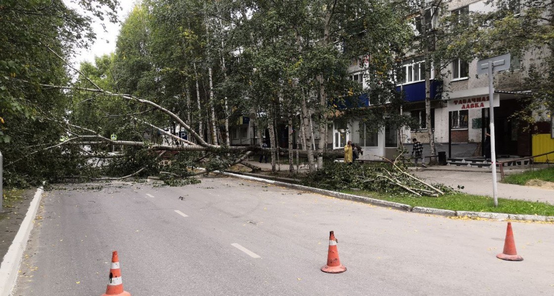 В Нижневартовске сгнившее дерево рухнуло на проезжую часть