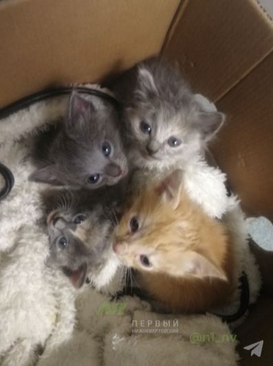 Житель Нижневартовска спас котят, выброшенных в реку в пакете