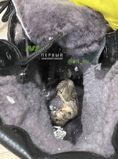OZON прислал жительнице Нижневартовска труп животного в коробке с обувью. ФОТО