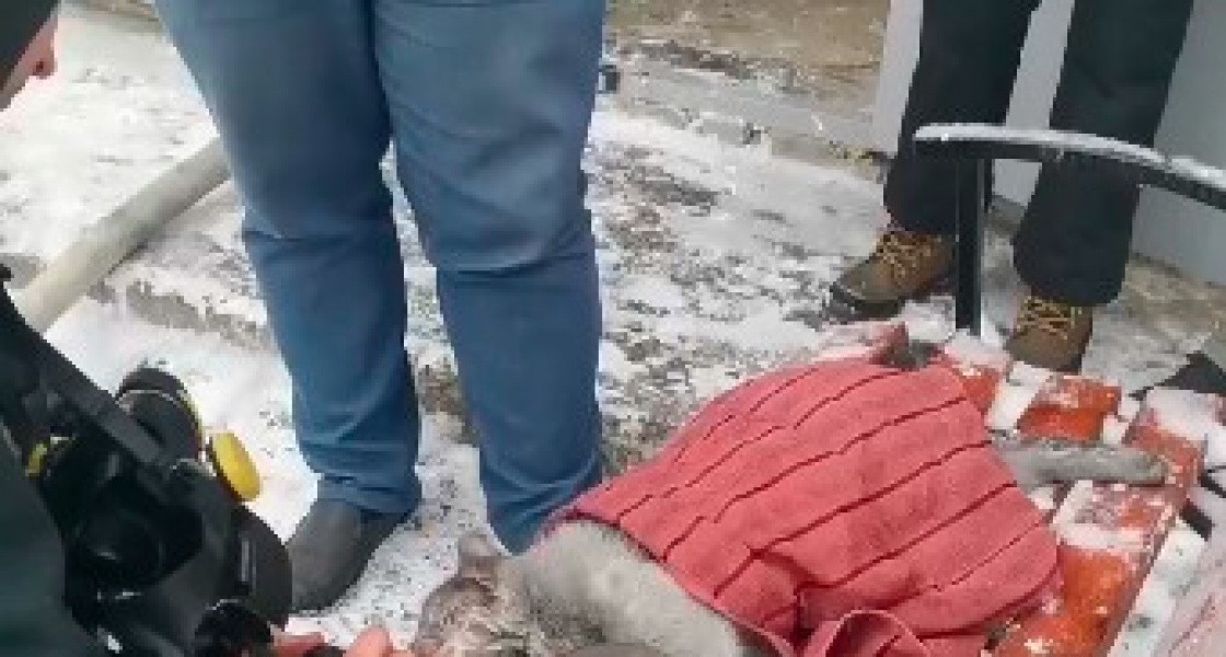 В Нижневартовске пожарные спасли котика из горящей квартиры