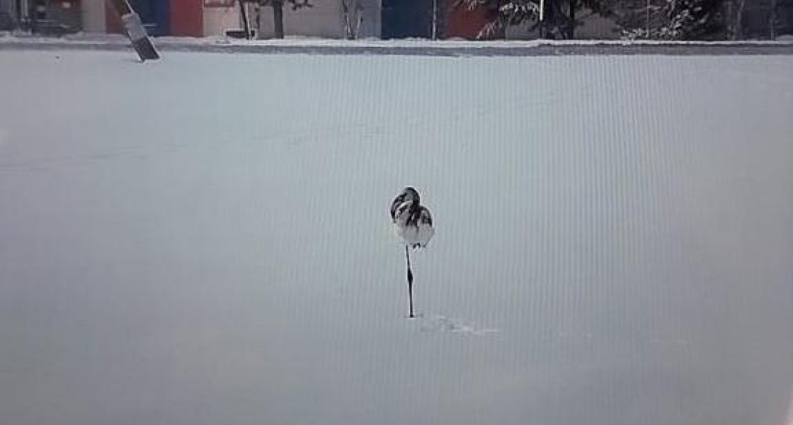 В ХМАО летят фламинго