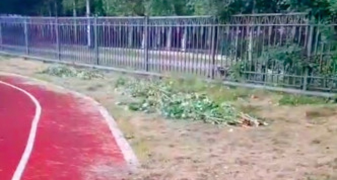 В Нижневартовске уничтожили многолетнюю осиновую рощу у школы