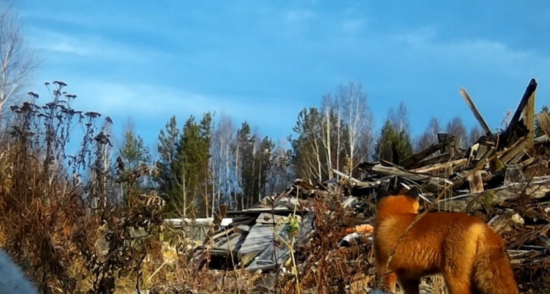 Природнадзор ХМАО следит за дикими животными и людьми в стиле National Geografic