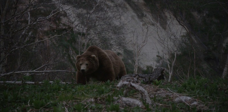 Земля медведей (2013)