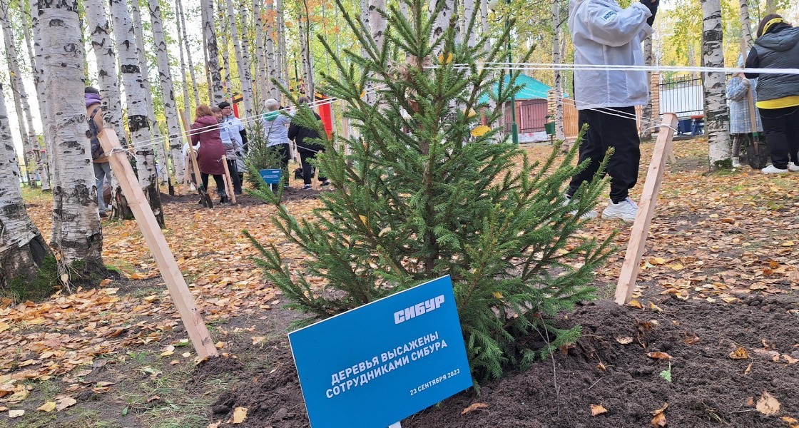 В Нижневартовске в парке Победы высадили молодые ели. ФОТО
