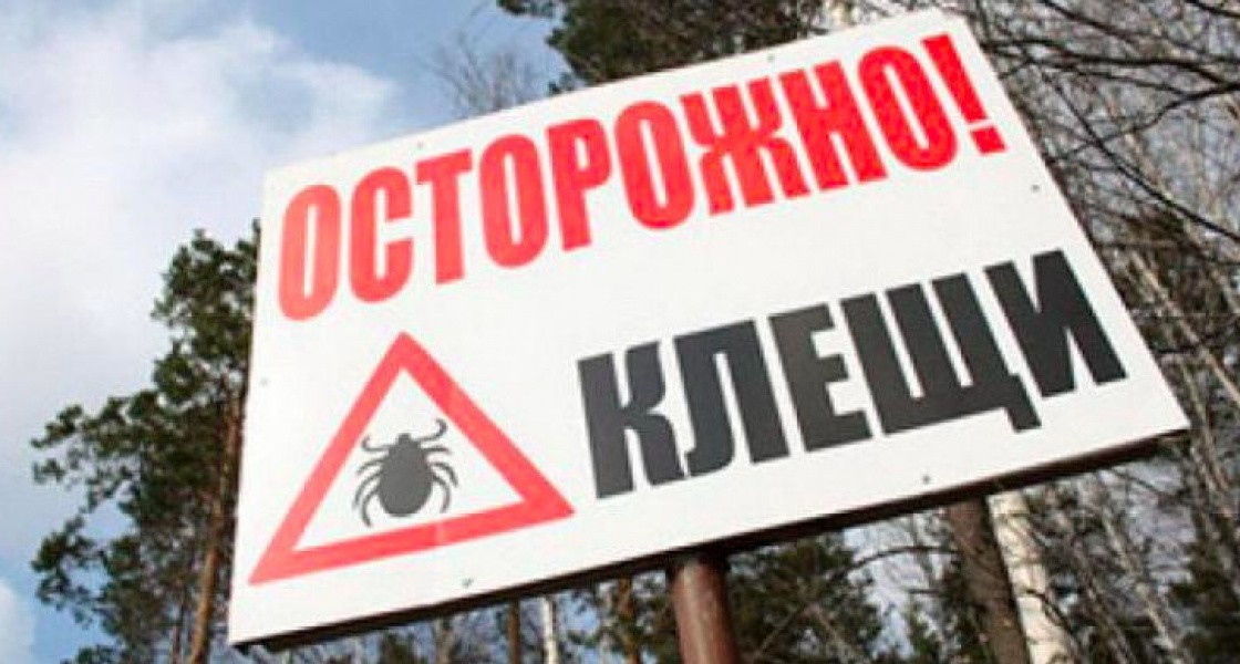 Нижневартовск по числу жертв клещей стал одним из лидеров среди городов ХМАО