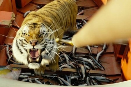 Жизнь Пи (2012)