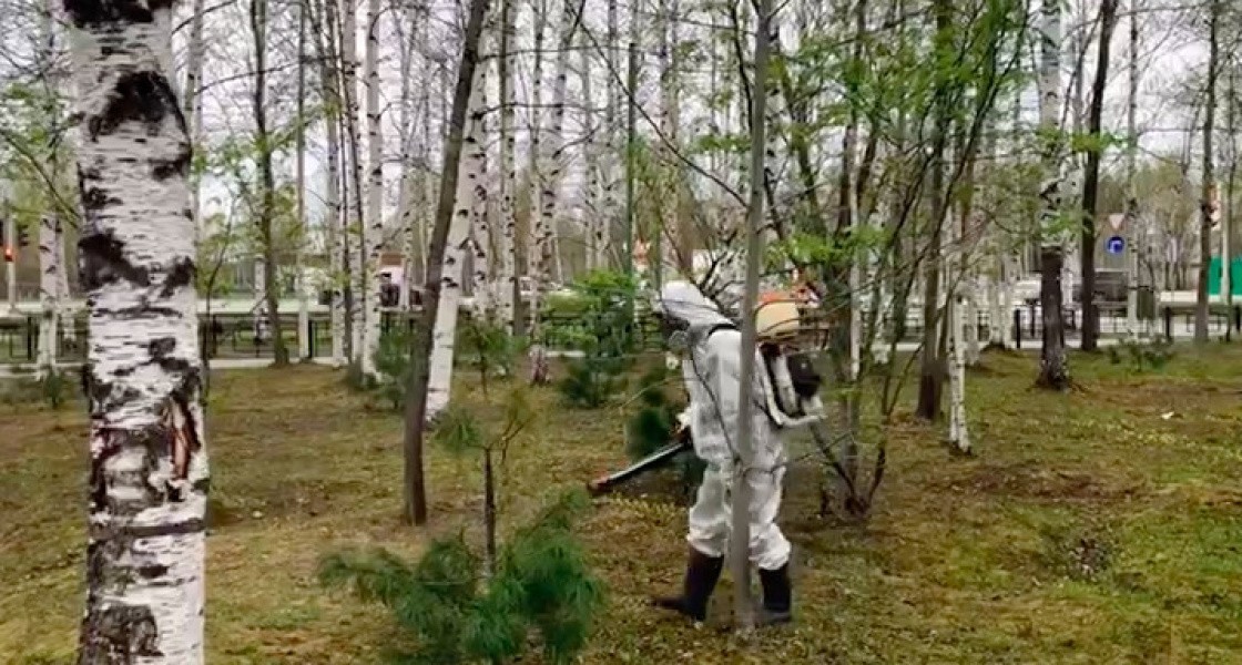 В Нижневартовске в парке Победы потравили клещей