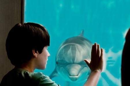 История дельфина (2011)