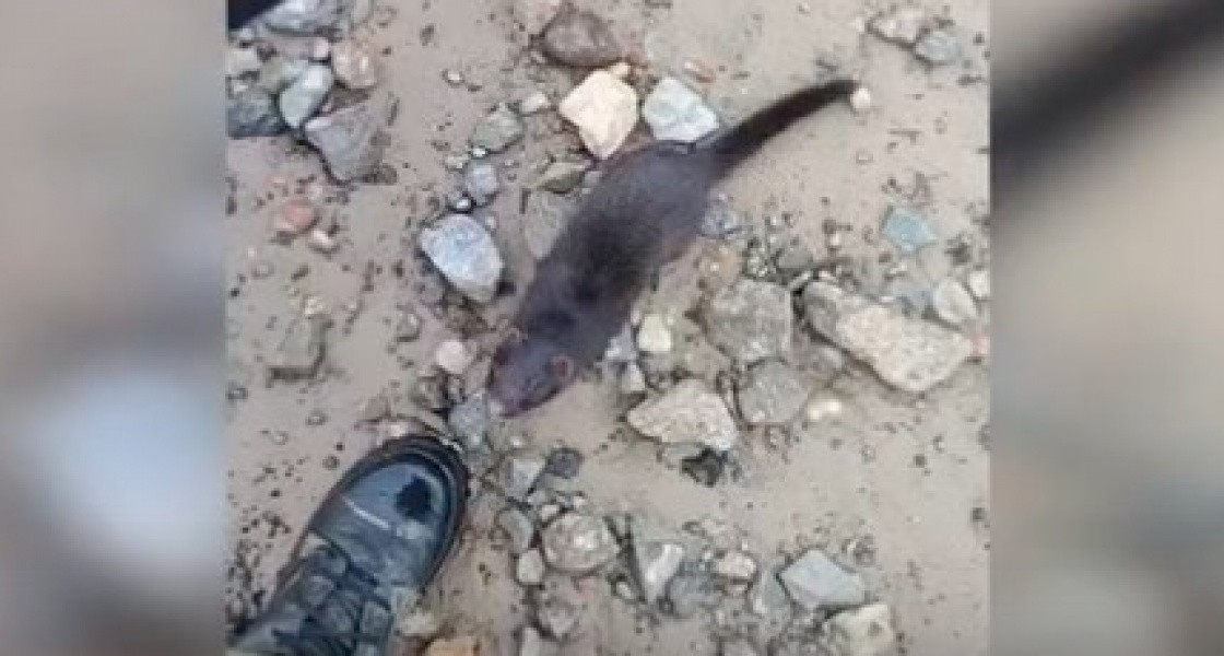 В ХМАО норка бросилась на сотрудника Природнадзора. ВИДЕО
